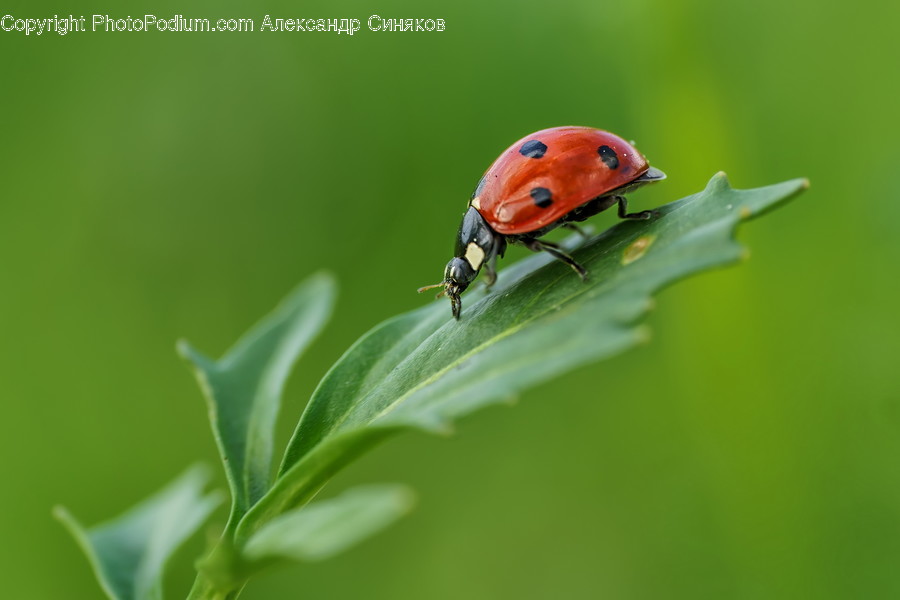 Invertebrate, Animal, Insect, Leaf, Plant