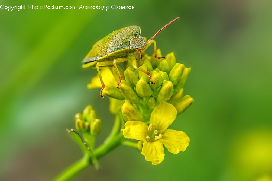 Cricket Insect, Invertebrate, Insect, Animal, Plant