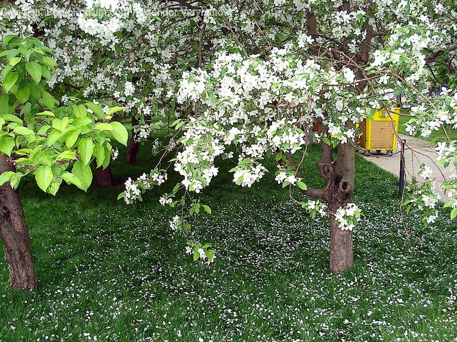 Plant, Outdoors, Nature, Yard, Flower