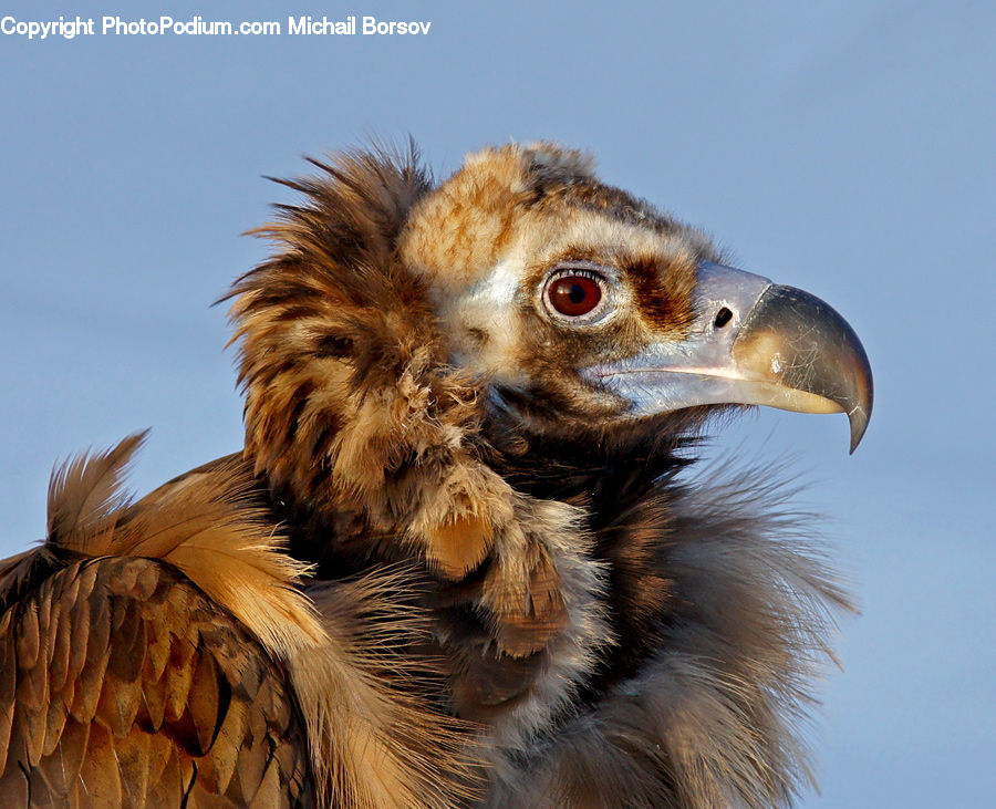 Head, Portrait, Beak, Bird, Eagle, Buzzard, Harrier