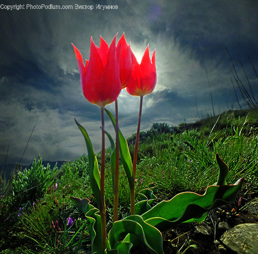 Plant, Tulip, Flower, Blossom, Petal
