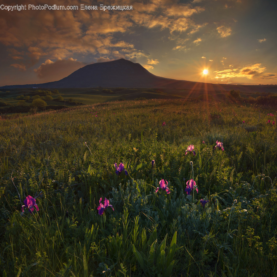 Field, Grassland, Outdoors, Nature, Countryside