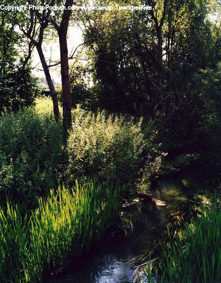 Outdoors, Pond, Water, Bamboo, Plant, Wood, Field