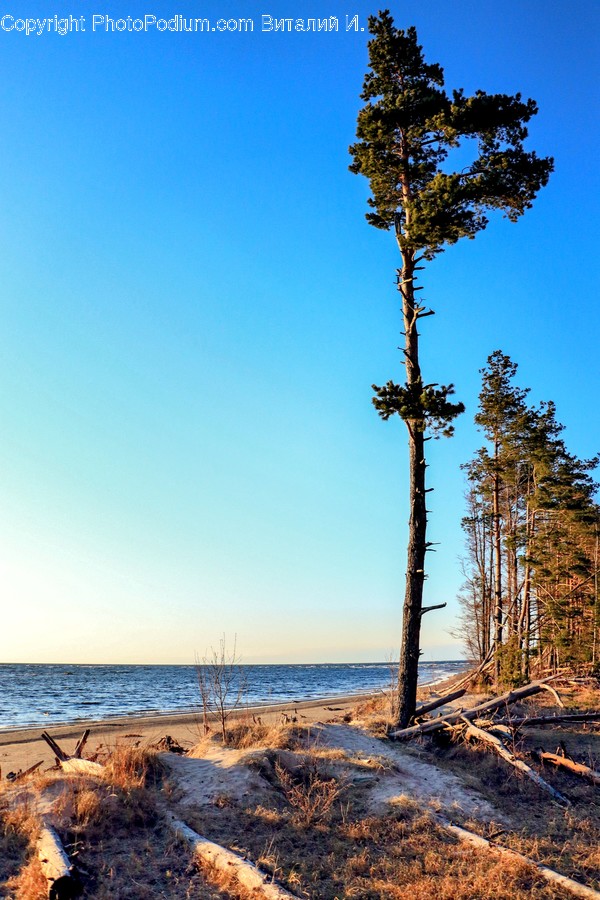 Plant, Tree, Wood, Outdoors, Abies