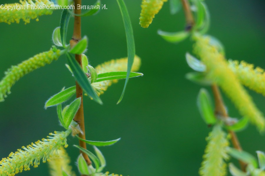 Plant, Leaf, Animal, Flower, Blossom