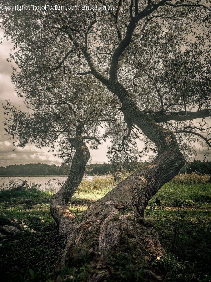 Tree, Plant, Tree Trunk, Root