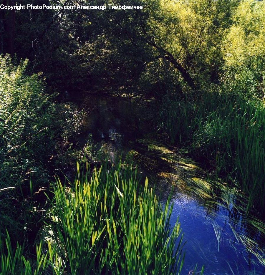 Field, Grass, Grassland, Plant, Reed, Outdoors, Pond