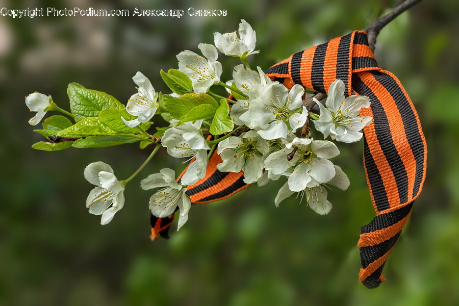 Plant, Blossom, Flower, Leaf, Pollen