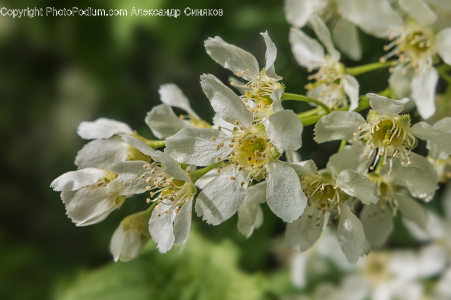 Plant, Pollen, Blossom, Flower