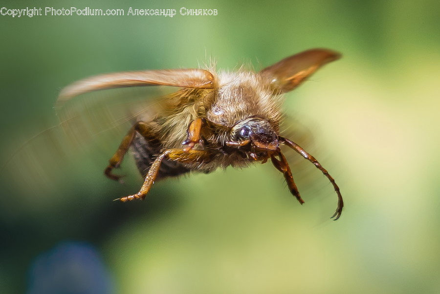 Apidae, Insect, Bee, Animal, Invertebrate