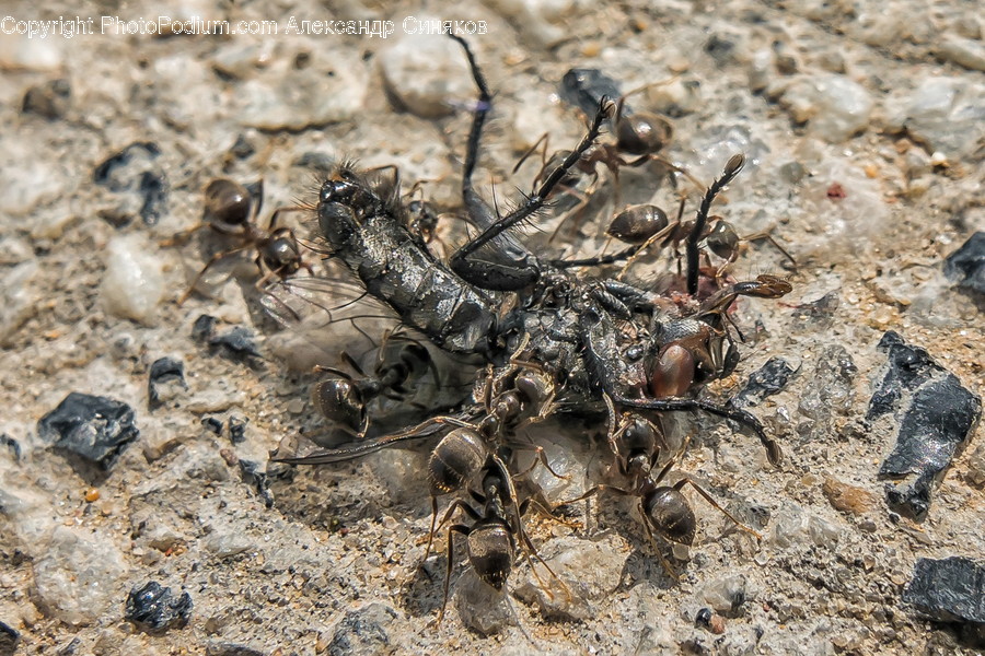 Ground, Animal, Invertebrate, Insect, Cricket Insect