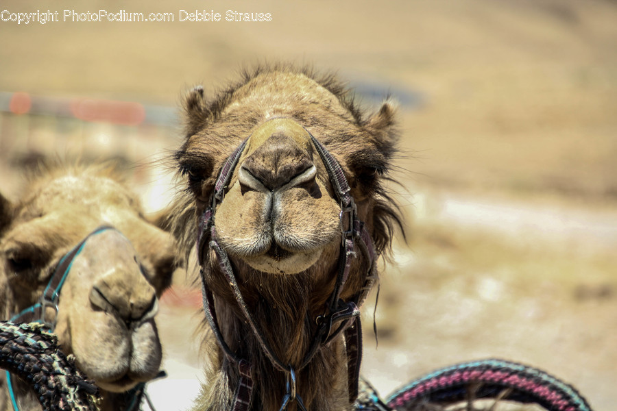 Animal, Camel, Mammal