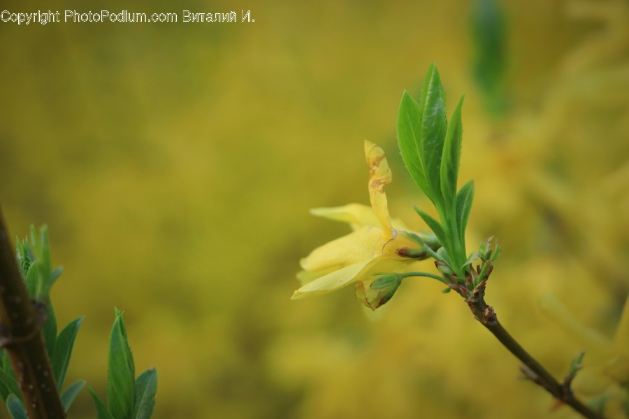 Plant, Blossom, Flower, Leaf, Acanthaceae