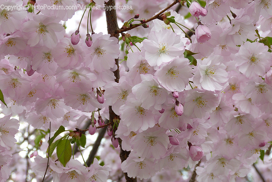 Plant, Blossom, Flower, Cherry Blossom, Pollen