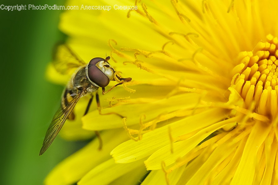 Pollen, Plant, Insect, Bee, Animal