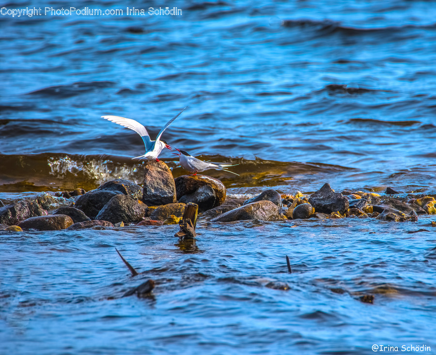 Waterfowl, Bird, Animal, Reptile, Turtle