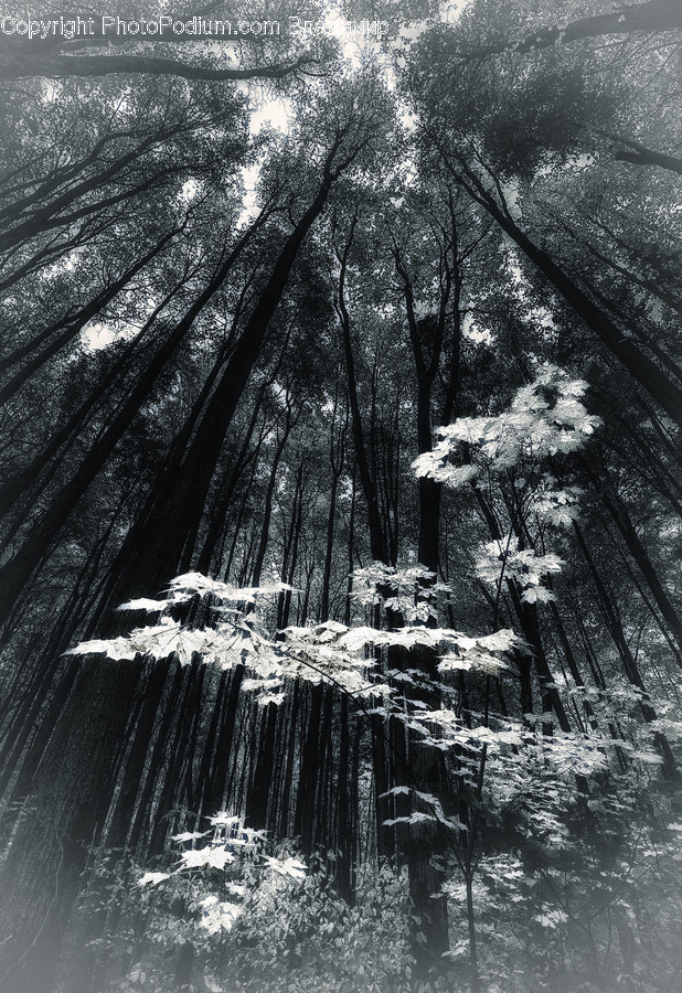 Tree, Plant, Fir, Abies, Conifer