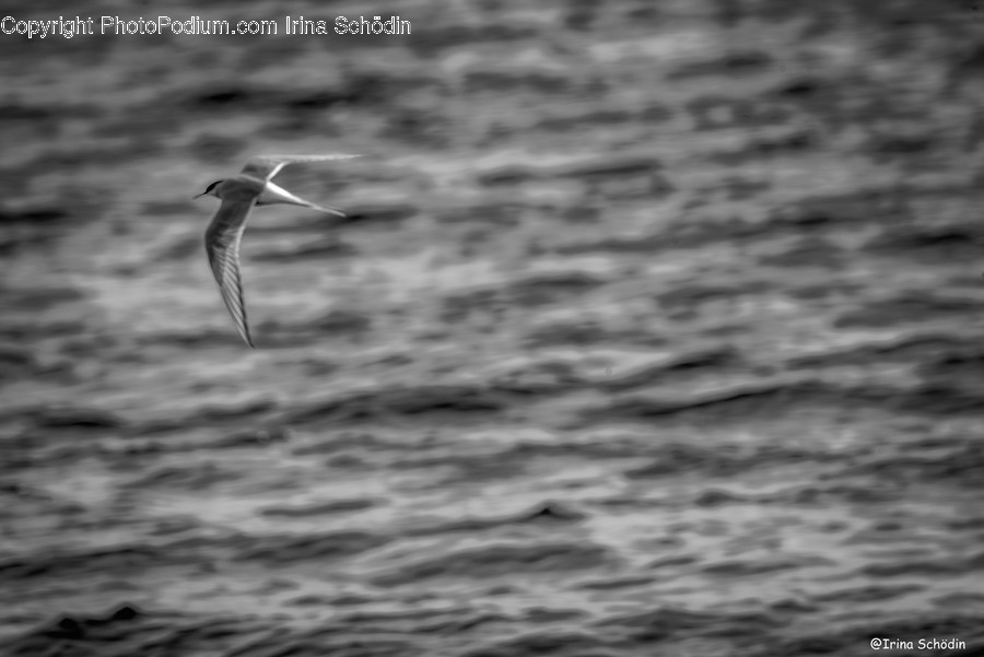 Animal, Bird, Flying, Albatross