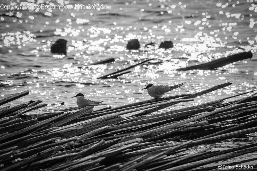 Animal, Bird, Water, Outdoors, Nature