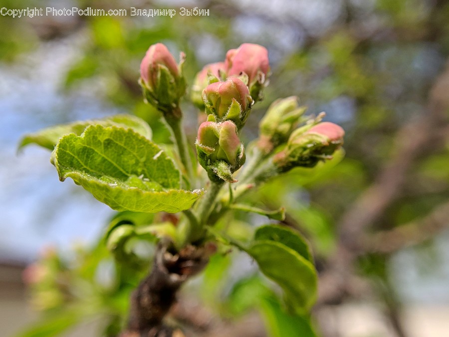 Sprout, Flower, Plant, Bud, Blossom