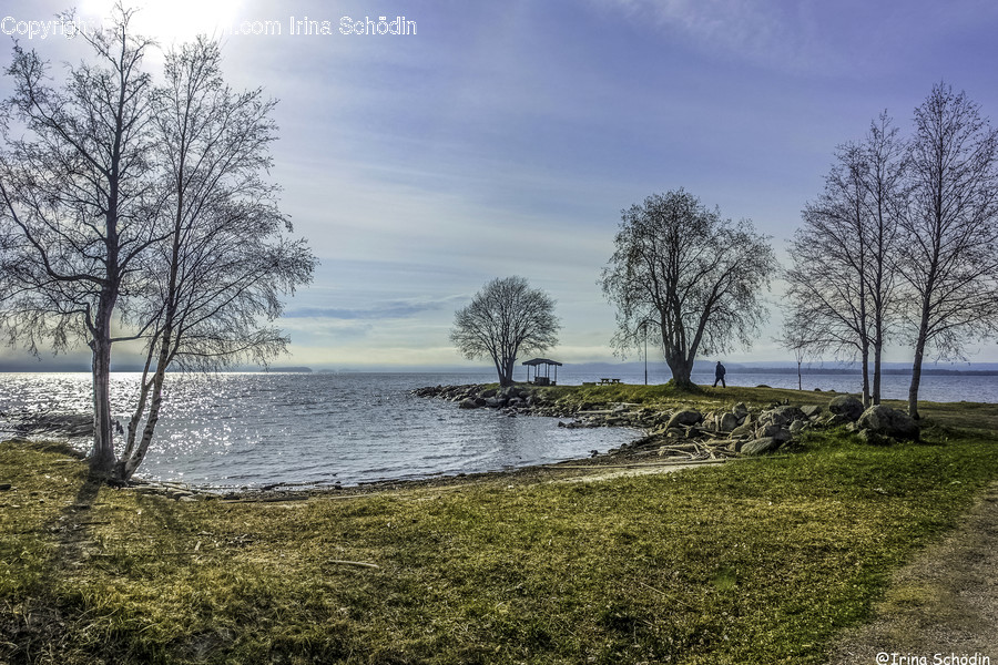 Plant, Tree, Human, Person, Nature