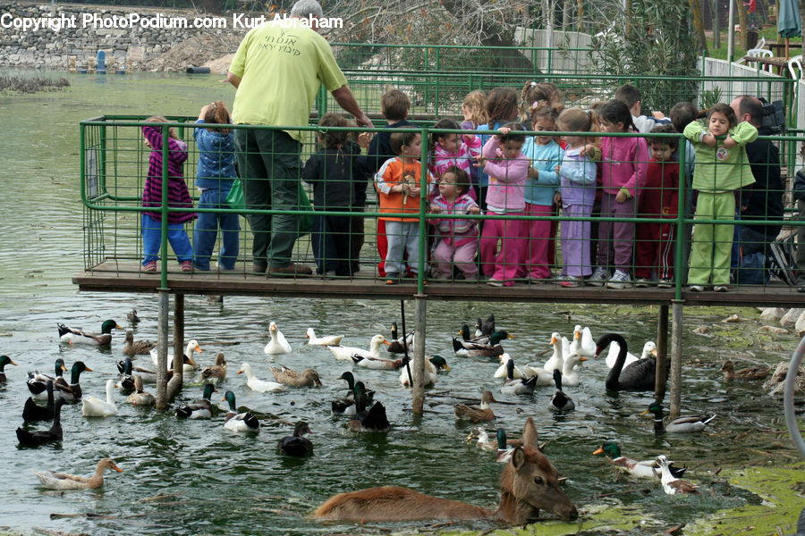 Human, People, Person, Playground, Bird, Goose, Waterfowl