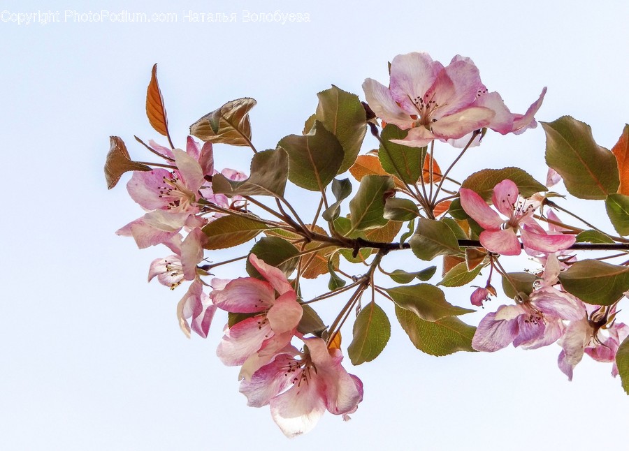 Plant, Flower, Blossom, Geranium, Cherry Blossom
