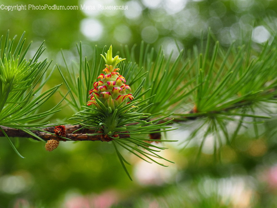 Plant, Tree, Conifer, Pine, Larch
