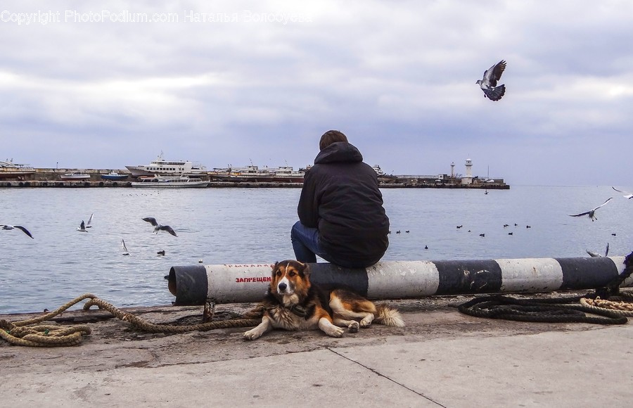 Person, Human, Animal, Bird, Water