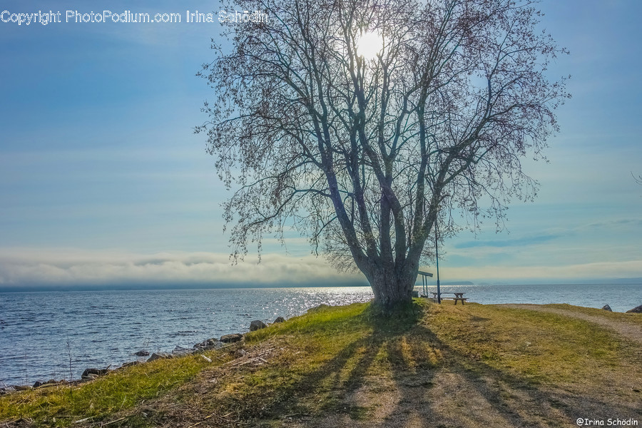 Tree, Plant, Tree Trunk, Road, Dirt Road