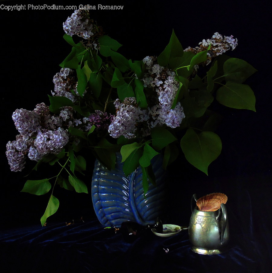 Plant, Flower, Blossom, Flower Arrangement, Jar