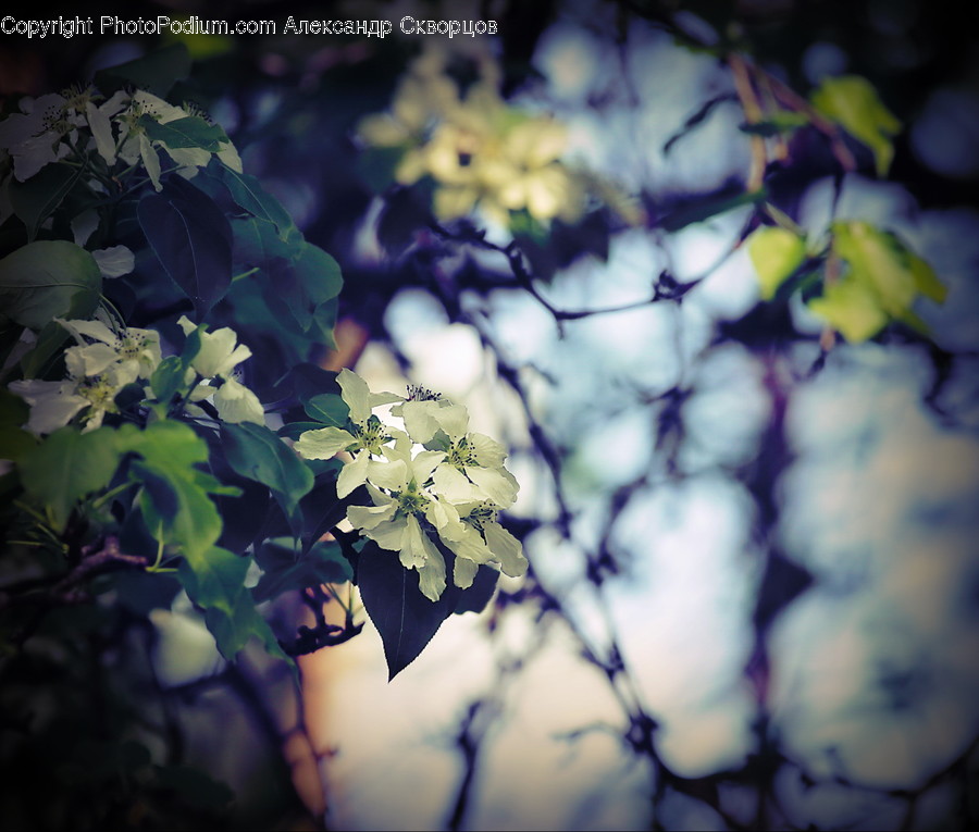 Plant, Leaf, Tree, Flare, Light