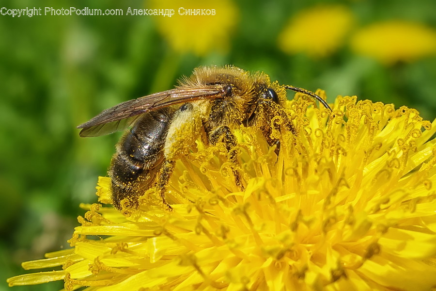 Animal, Insect, Bee, Invertebrate, Apidae