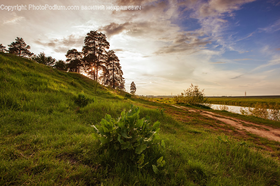 Outdoors, Grassland, Field, Nature, Plant