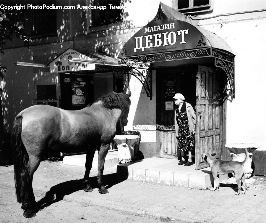 Animal, Canine, Dog, Great Dane, Mammal, Pet, Horse