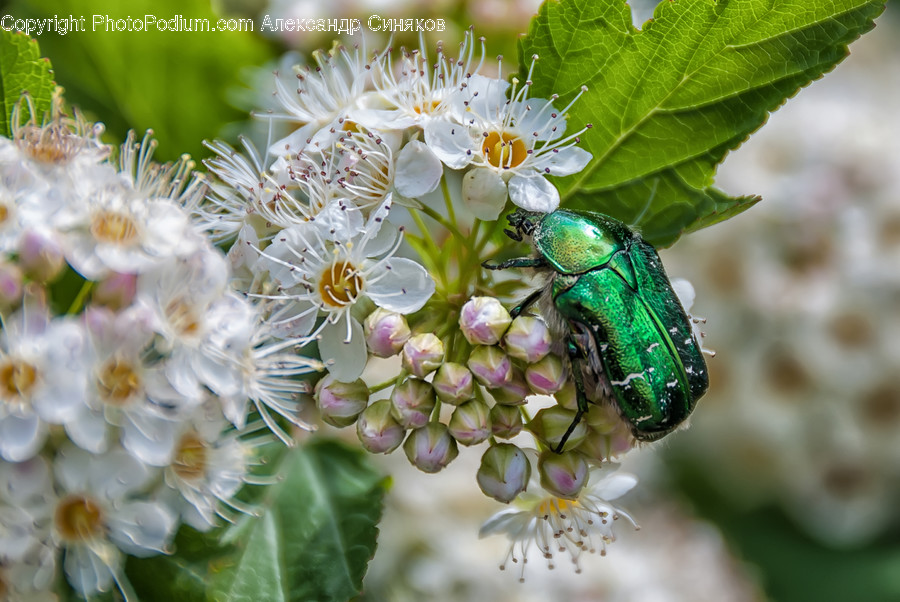 Insect, Bee, Invertebrate, Honey Bee, Animal