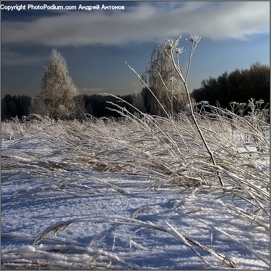 Frost, Ice, Outdoors, Snow, Grass, Plant, Reed