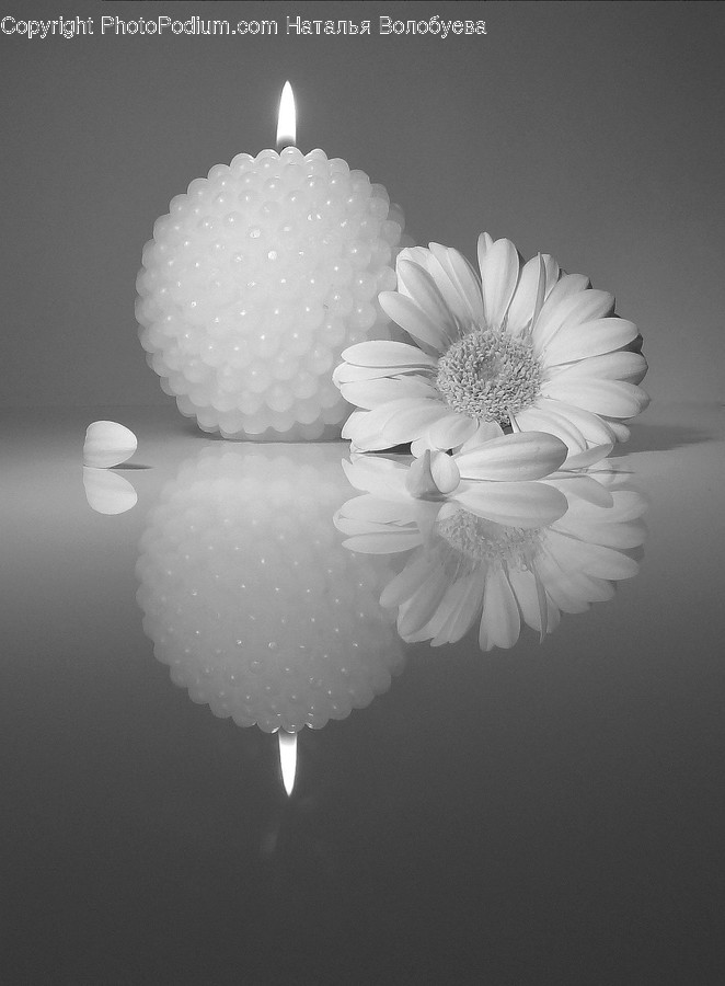 Plant, Flower, Blossom, Daisies, Daisy