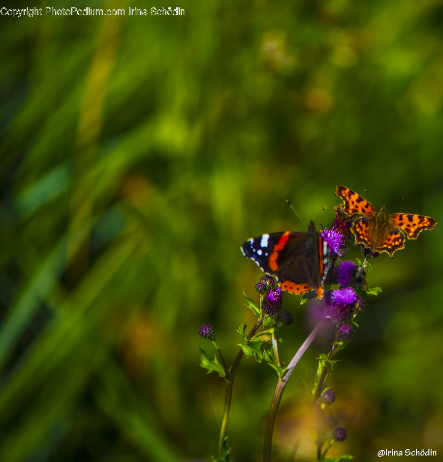 Animal, Invertebrate, Insect, Pollen, Plant