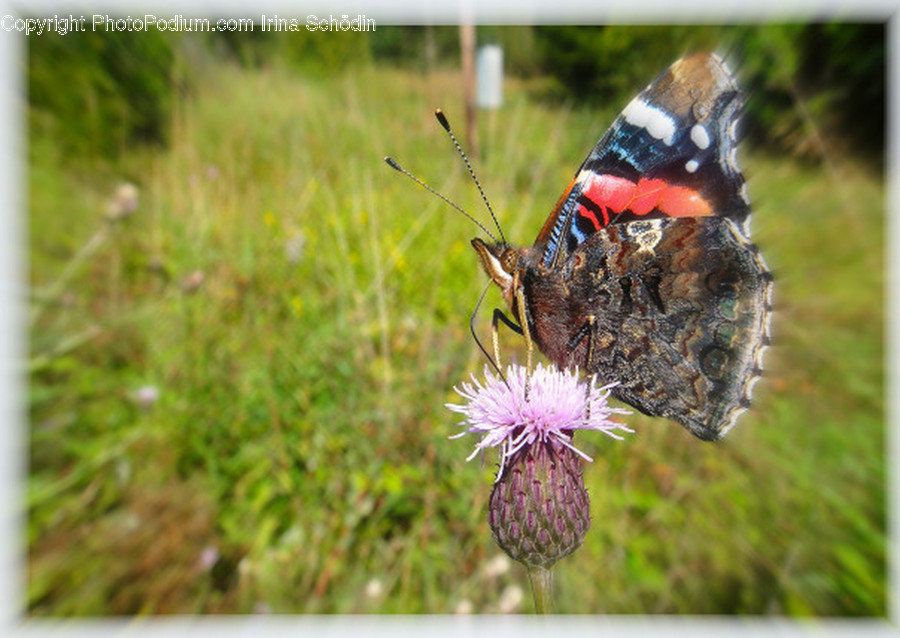 Invertebrate, Insect, Animal, Butterfly, Plant
