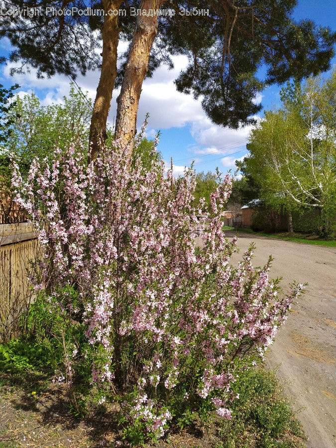 Plant, Flower, Blossom, Outdoors, Tree