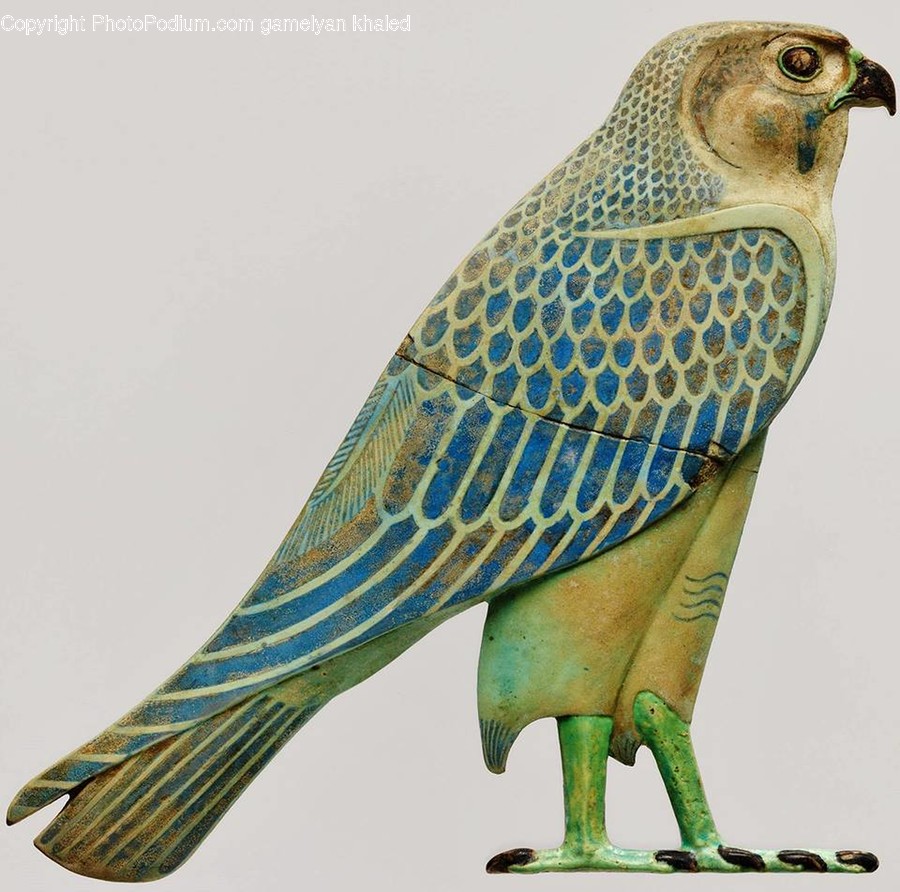 Animal, Bird, Buzzard, Hawk, Accipiter