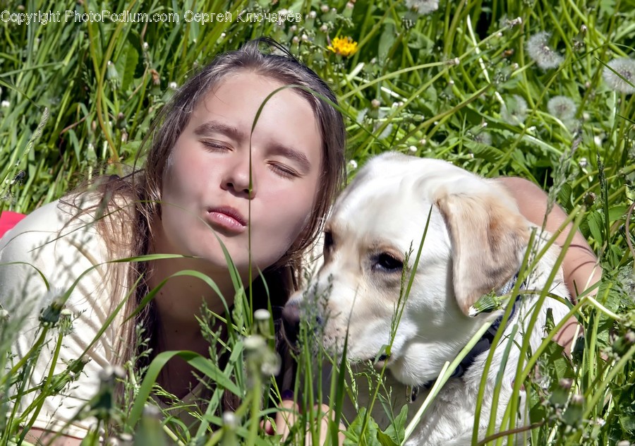 Grass, Plant, Mammal, Dog, Canine