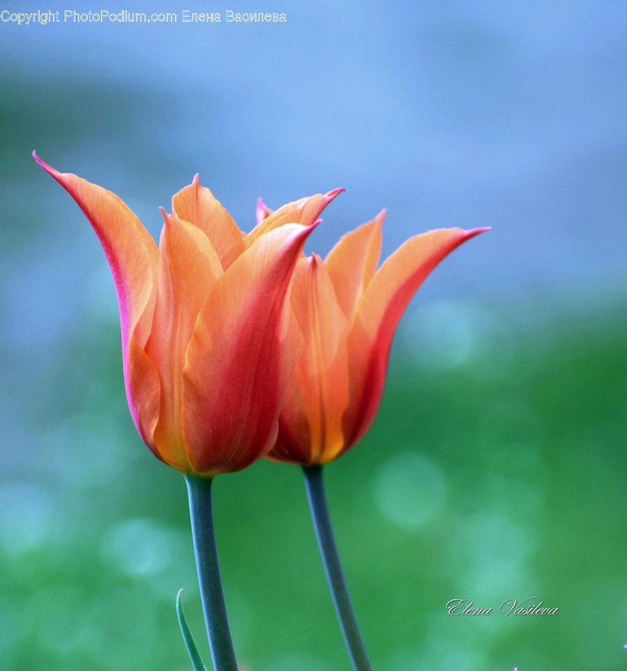 Plant, Blossom, Flower, Tulip, Rose