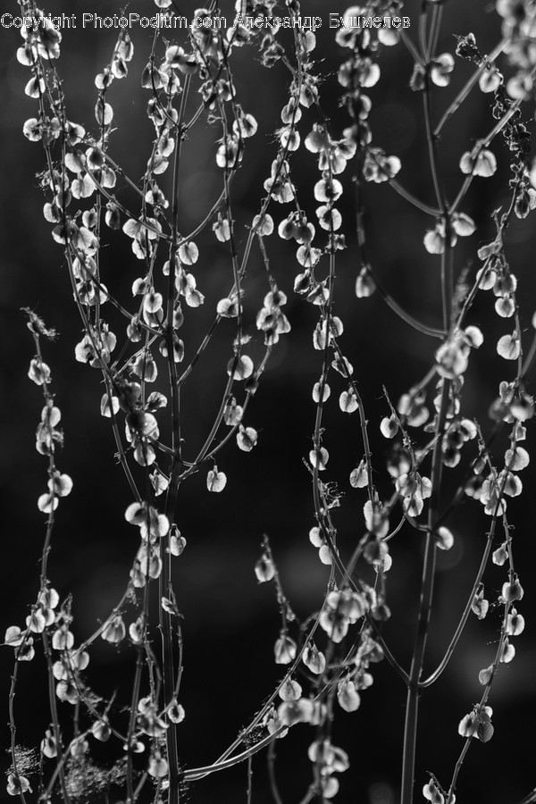Lamp, Chandelier, Crystal