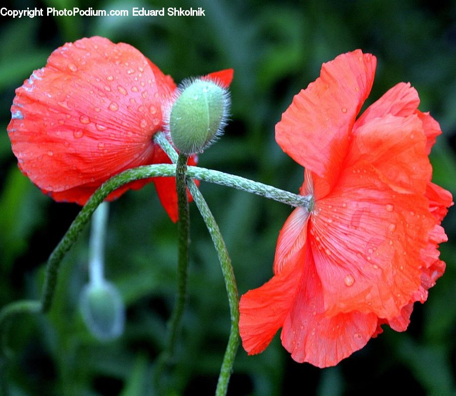 Blossom, Flora, Flower, Plant, Poppy, Geranium, Hibiscus