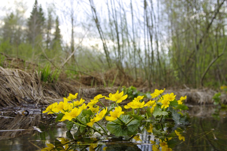 Land, Outdoors, Nature, Water, Marsh