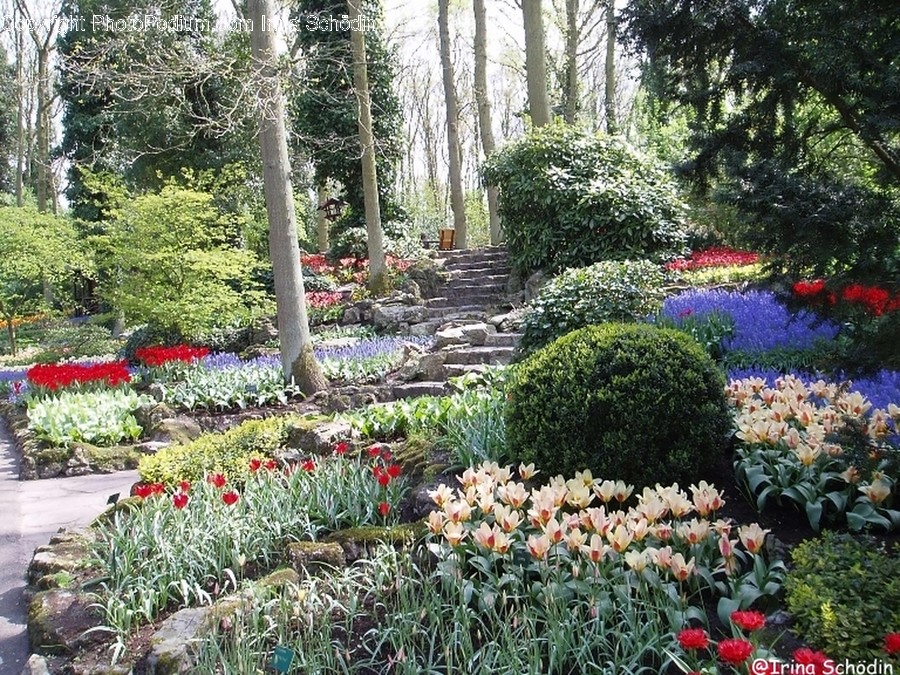 Plant, Vegetation, Outdoors, Garden, Grass