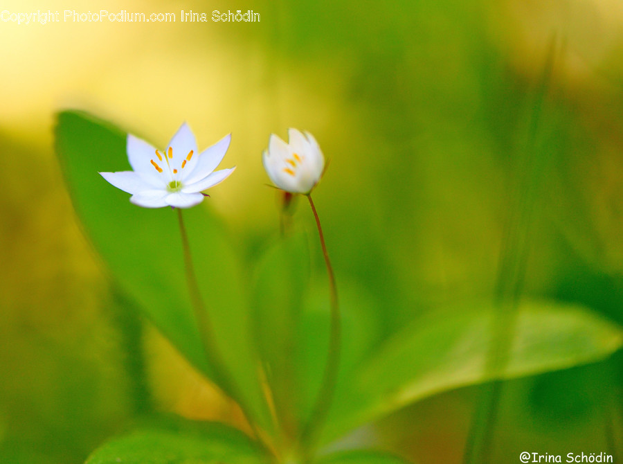 Plant, Insect, Invertebrate, Animal, Blossom