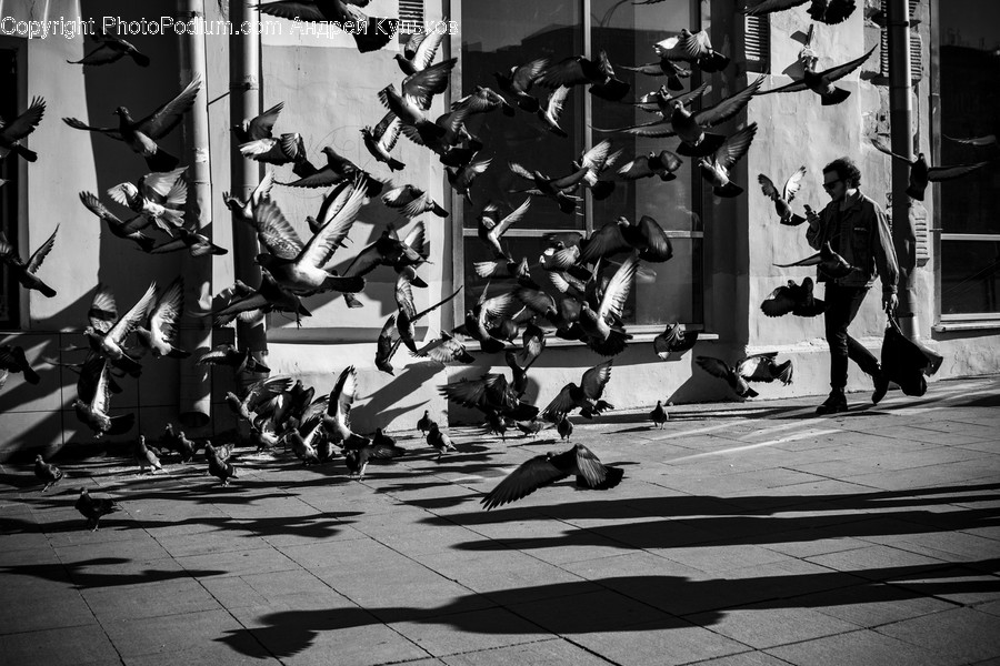 Human, Person, Animal, Bird, Clothing